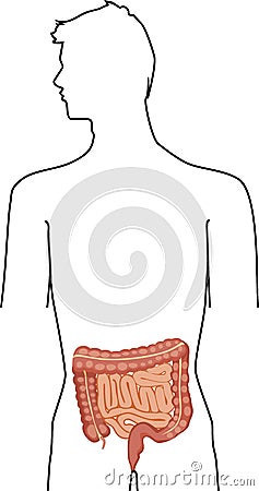 Scheme of location of Large and Small intestine in human body. Educational material for anatomy lesson Vector Illustration